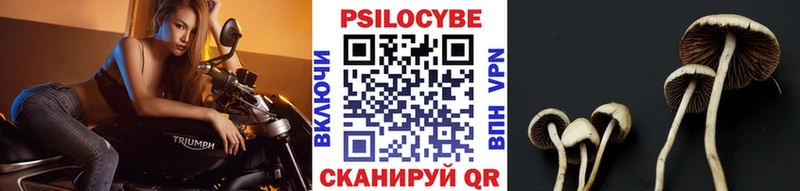 KRAKEN ссылки  Клинцы  Псилоцибиновые грибы Psilocybe 